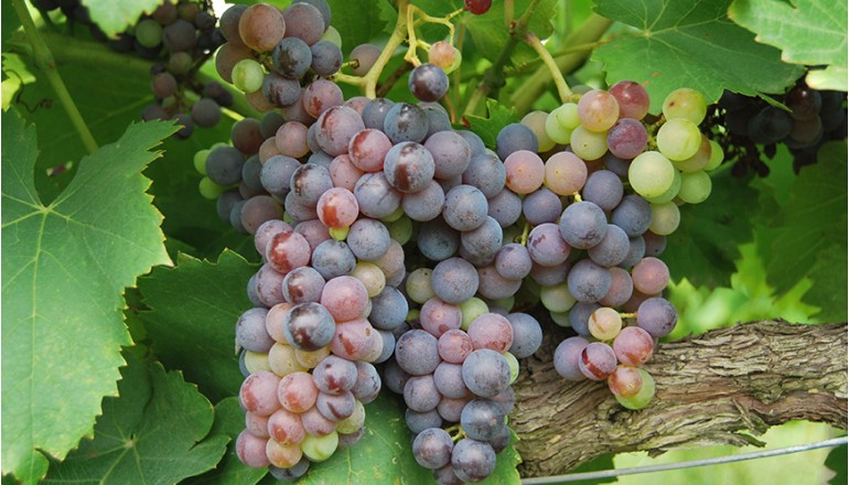 Biten demons lector in henderit in vulp no sea takimata sanctus est